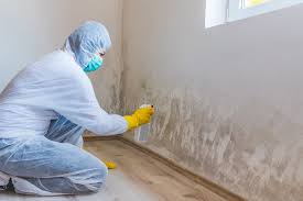 Best Basement Mold Removal  in Vinton, VA